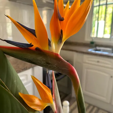 Elisabeth House Villa *